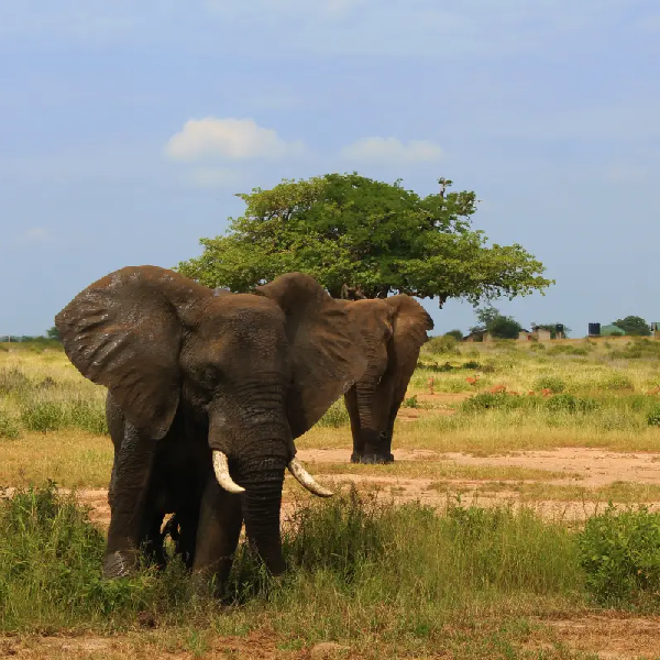 4 DAYS TENTED LODGE SAFARI